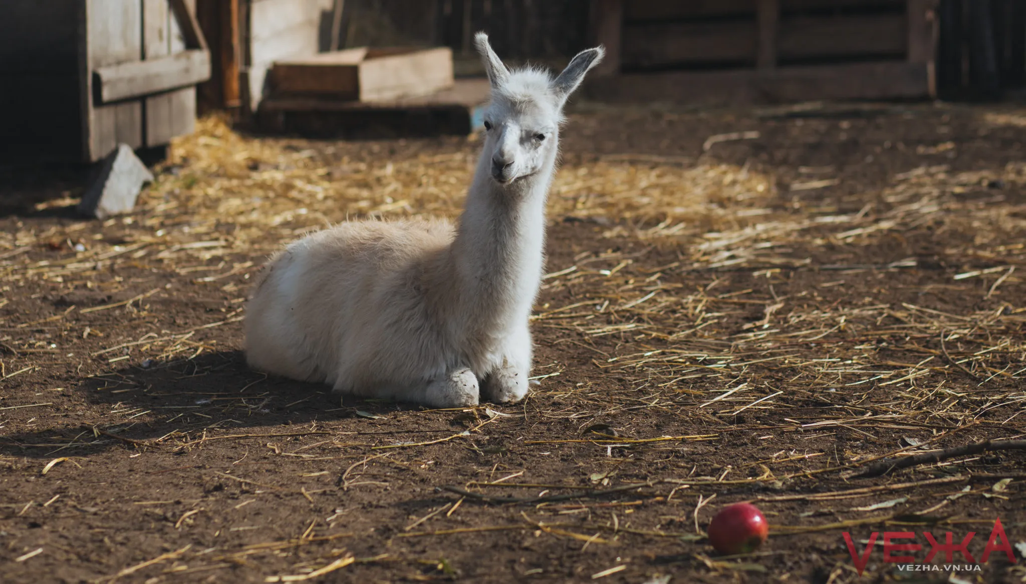 Зображення до новини