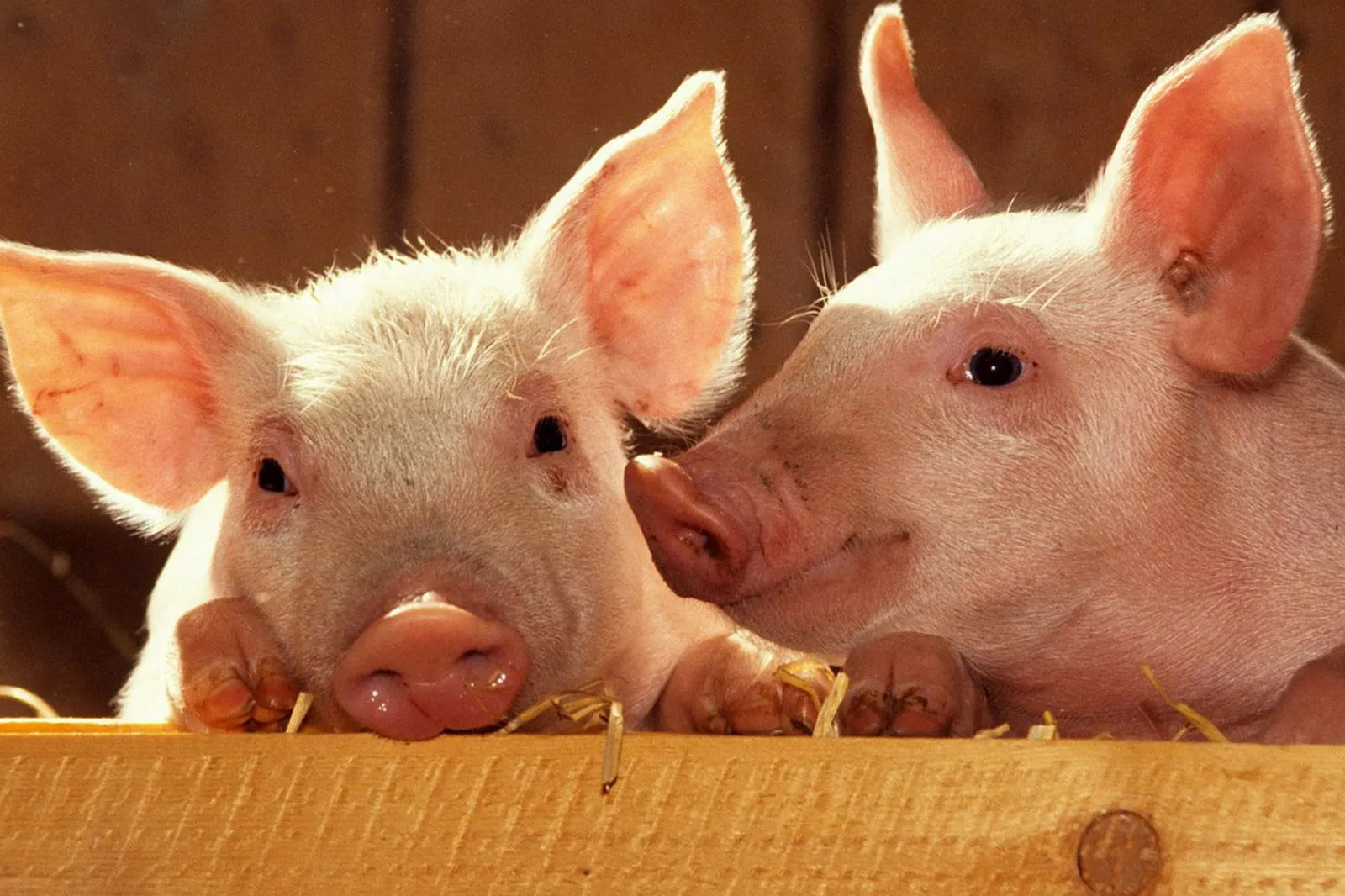 Зображення до новини