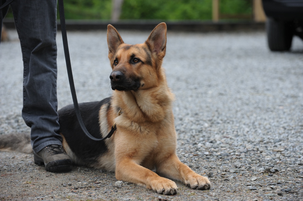 У Вінниці поліцейські безкоштовно вчитимуть дітей дресирувати собак