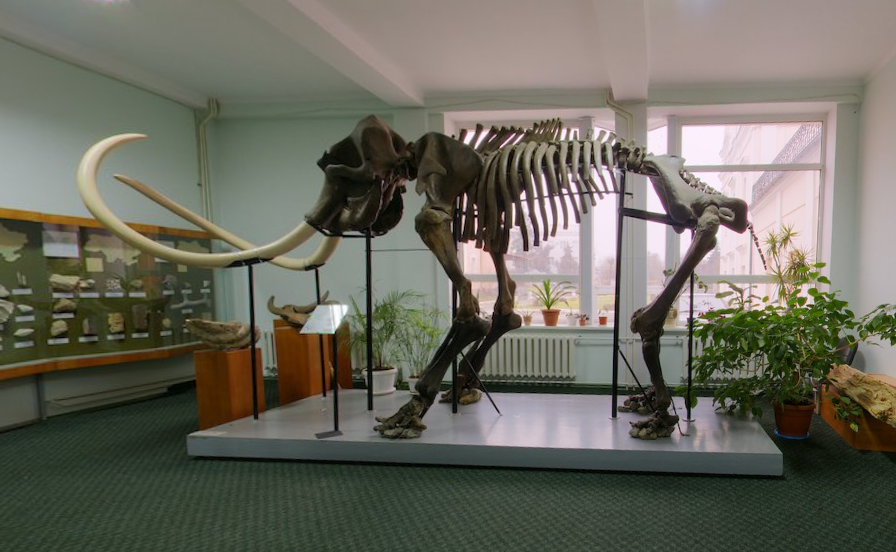 Вінницький музейний мамонт отримає ім’я навесні