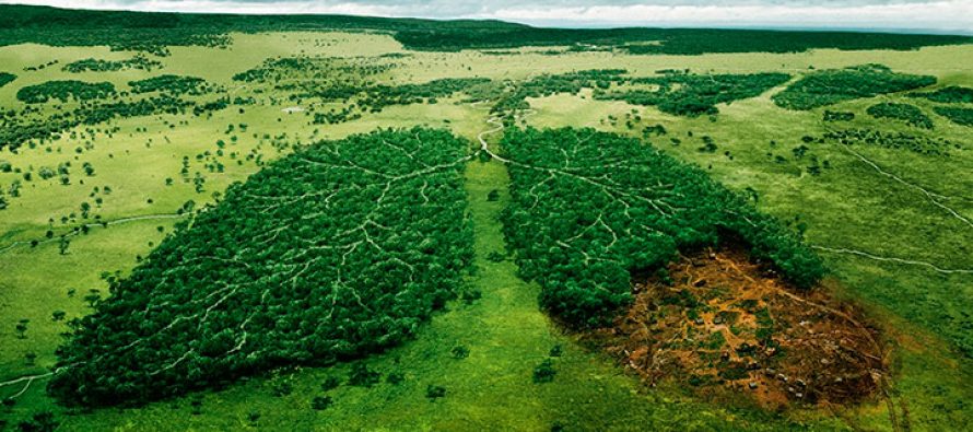На Вінниччині «любителі» природи завдали екологічних збитків на понад 2 мільйони