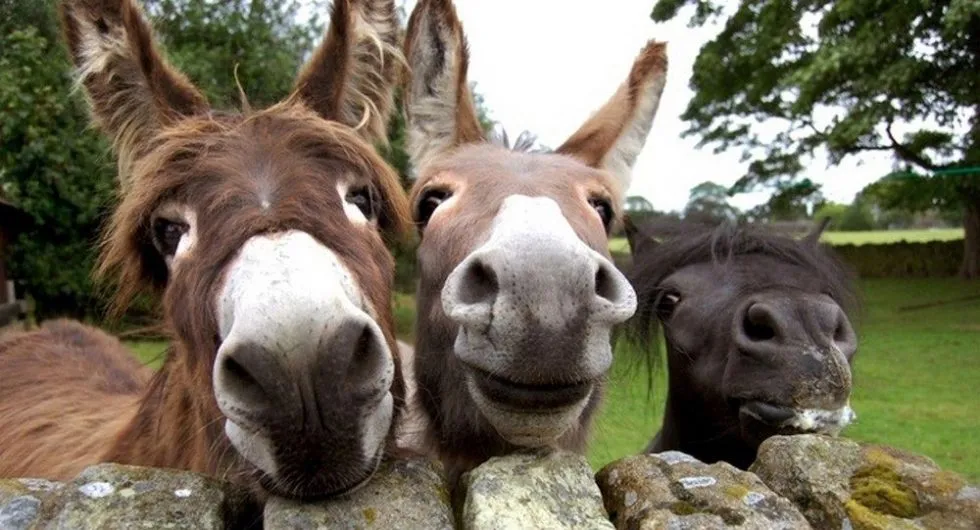 Зображення до новини