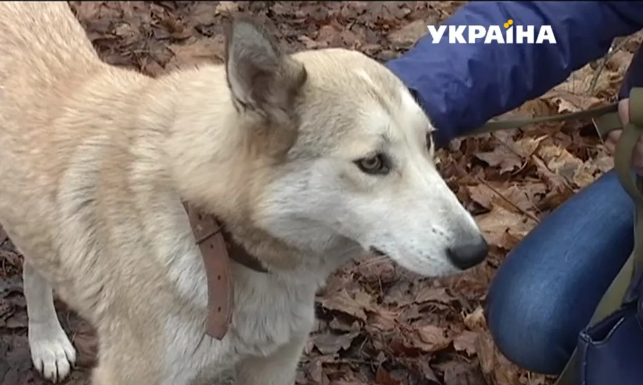 Зображення до новини