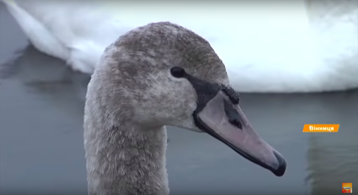 Як рятували замерзаючу лебедицю з вінницького озера. ВІДЕО