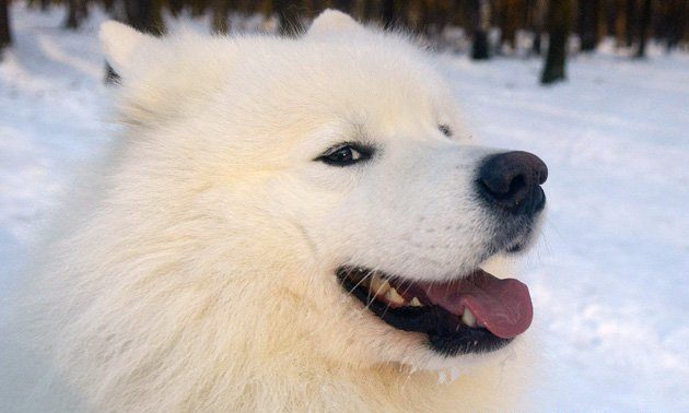 «Ходить на вовка і москаля»: історія пса-«реабілітолога» з Вінниці