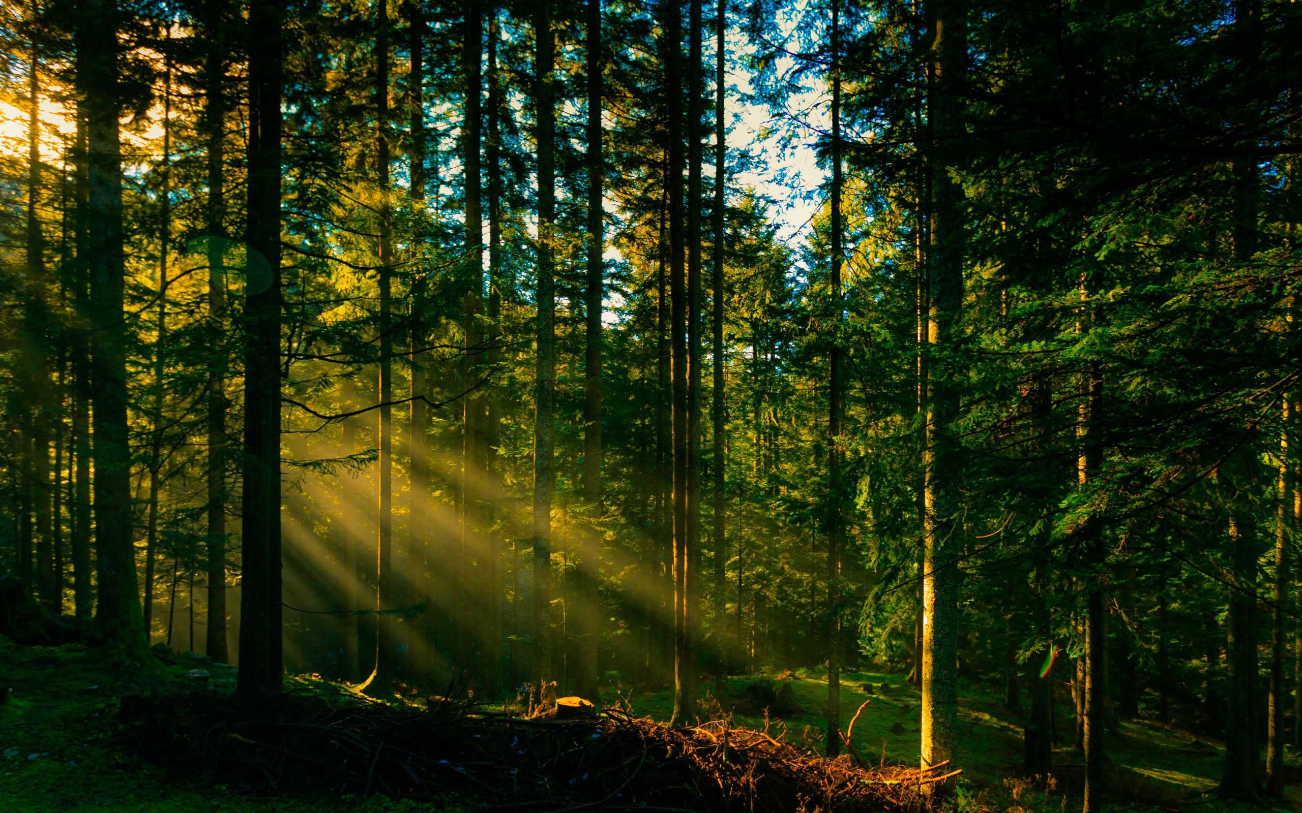 Навесні «Вінницький лісгосп» висадить понад півмільйона дерев