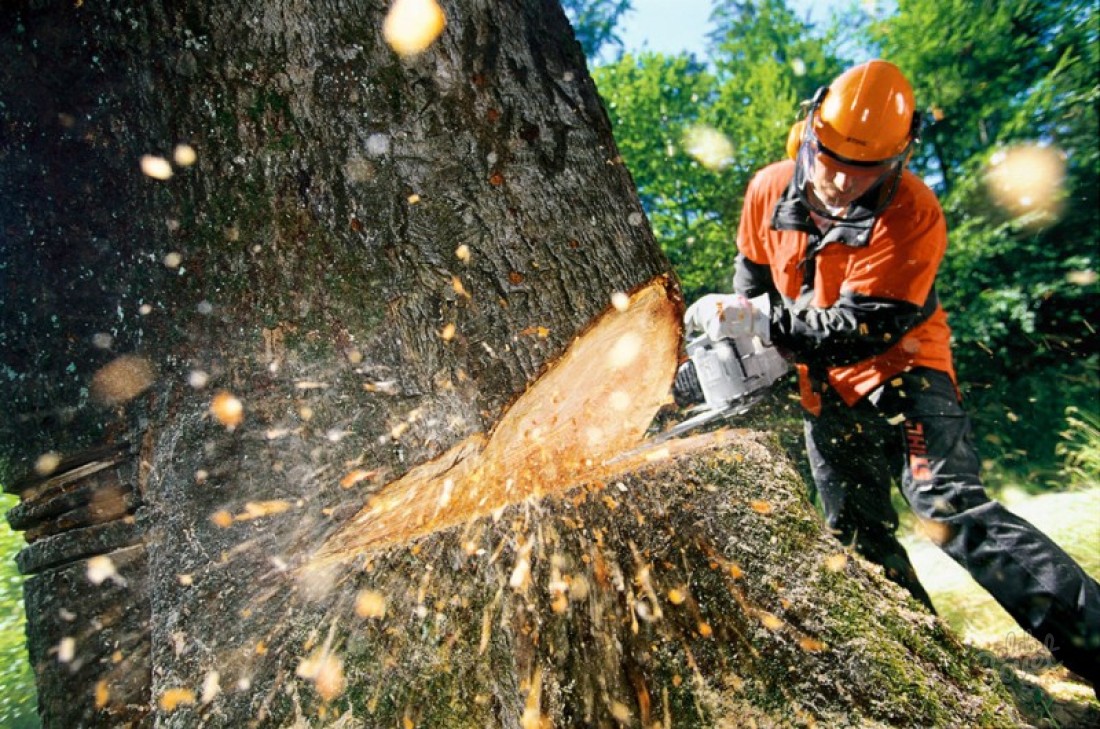 Вінничани просять комунальників попереджати про вирубку дерев (петиція)