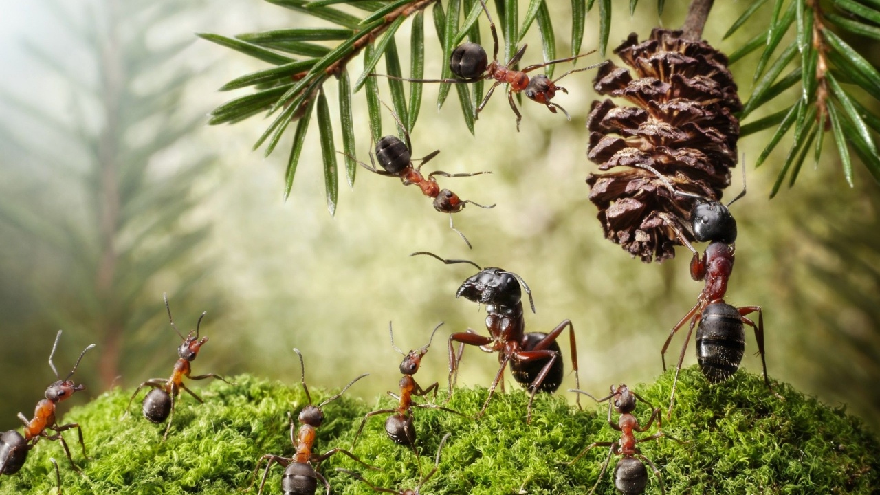 На Вінниччині масово всихають дерева: їх рятують мурашниками та шпаківнями