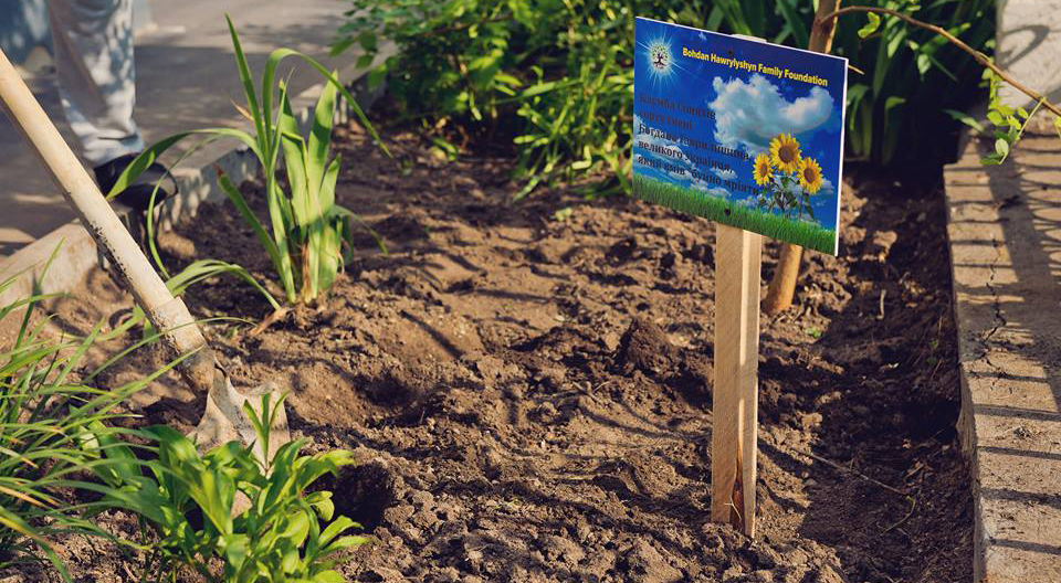 Волонтери у Вінниці висадили соняшники сорту “Богдан Гаврилишин”