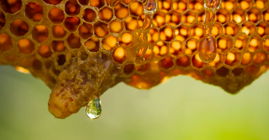 Медове навчання: на Вінниччині відкрили центр з підготовки бджолярів. ФОТО