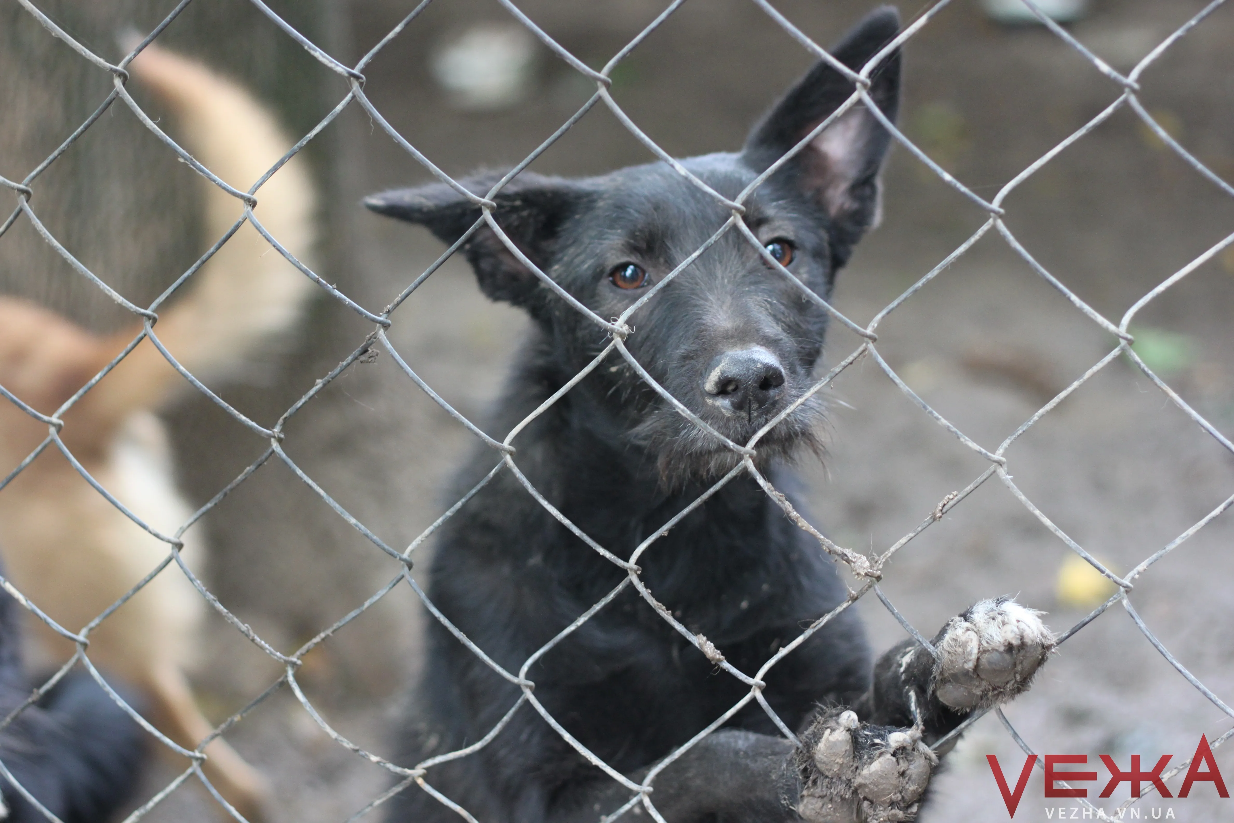 Зображення до новини