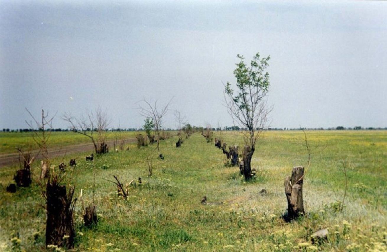На Вінниччині незаконно вирубали дерев на дев’ять мільйонів