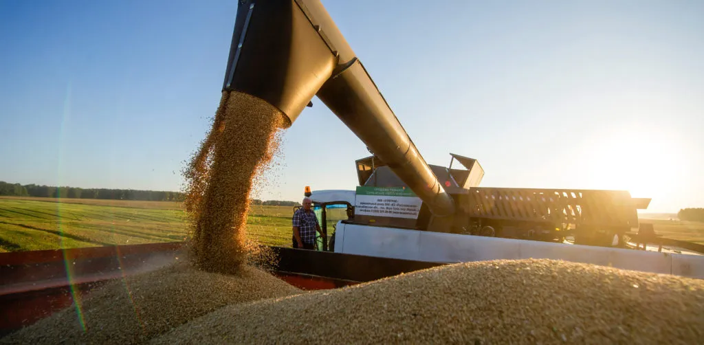 Winter wheat harvesting in Novosibirsk Region, Russia - Vежа