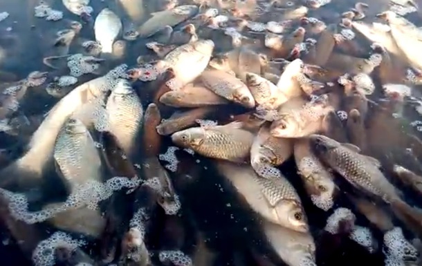 Фауну вбиває паразит: на Вінниччині з’ясували причини масового мору риби. ВІДЕО