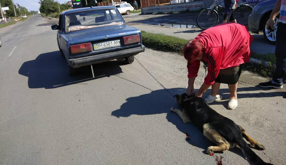 Жінці й чоловіку, які тягнули по асфальту прив’язану до авто собаку, загрожує арешт. ФОТО