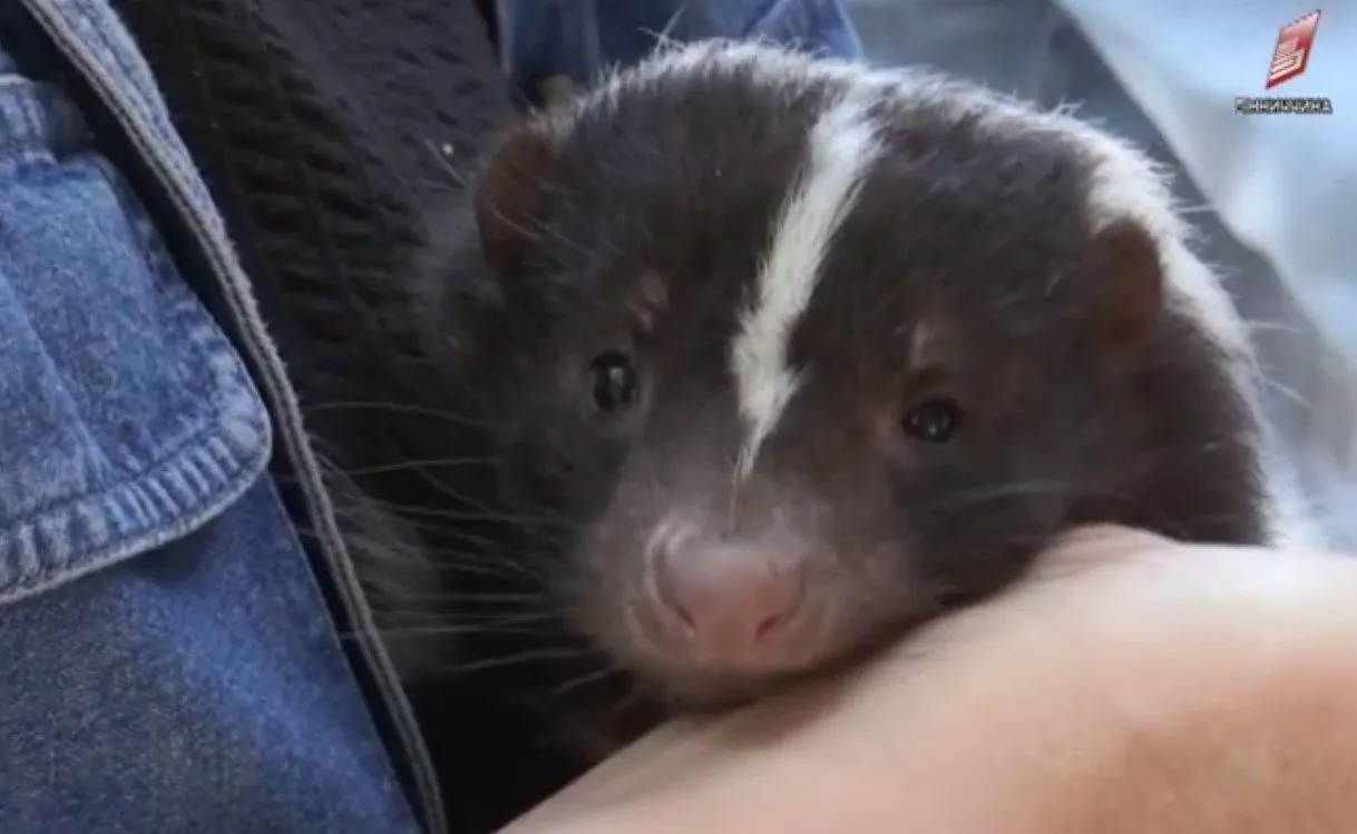 Зображення до новини