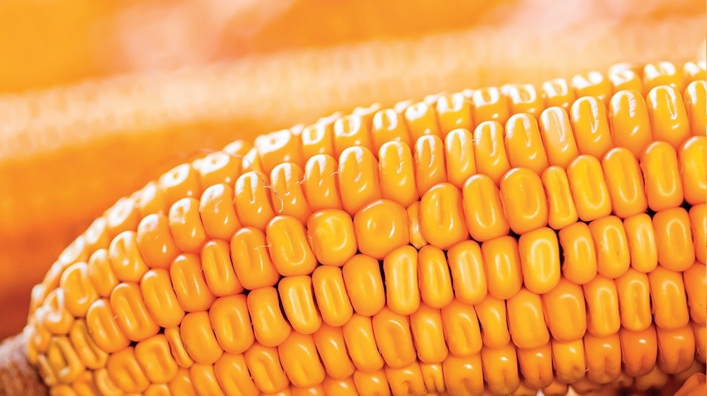 “Вінниччина стане лідером в Європі з вирощування кукурудзи”, – Коровій