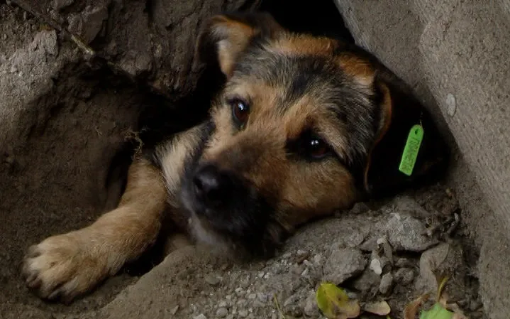 Зображення до новини