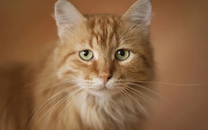 Зображення до новини