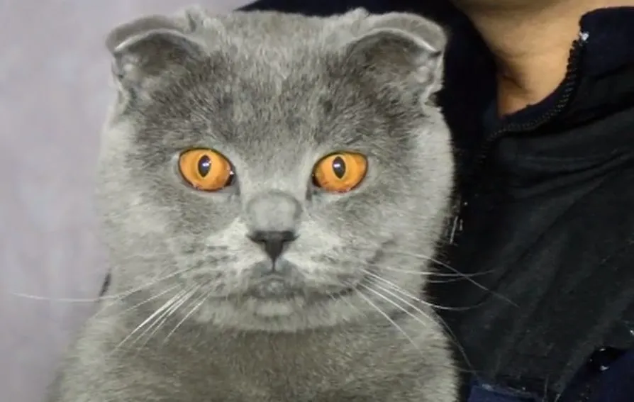 Зображення до новини