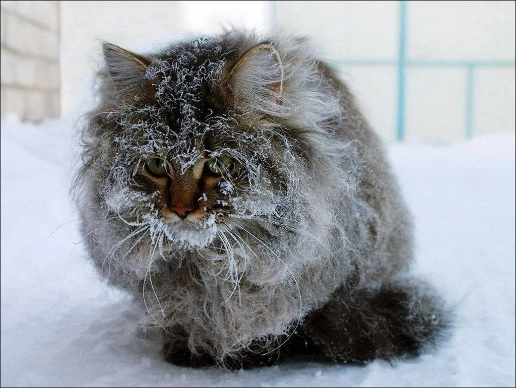 Зображення до новини