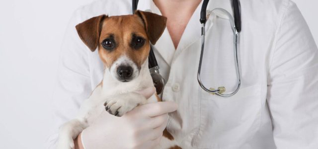 За місяць у Вінниці стерилізували близько 250 безпритульних собак