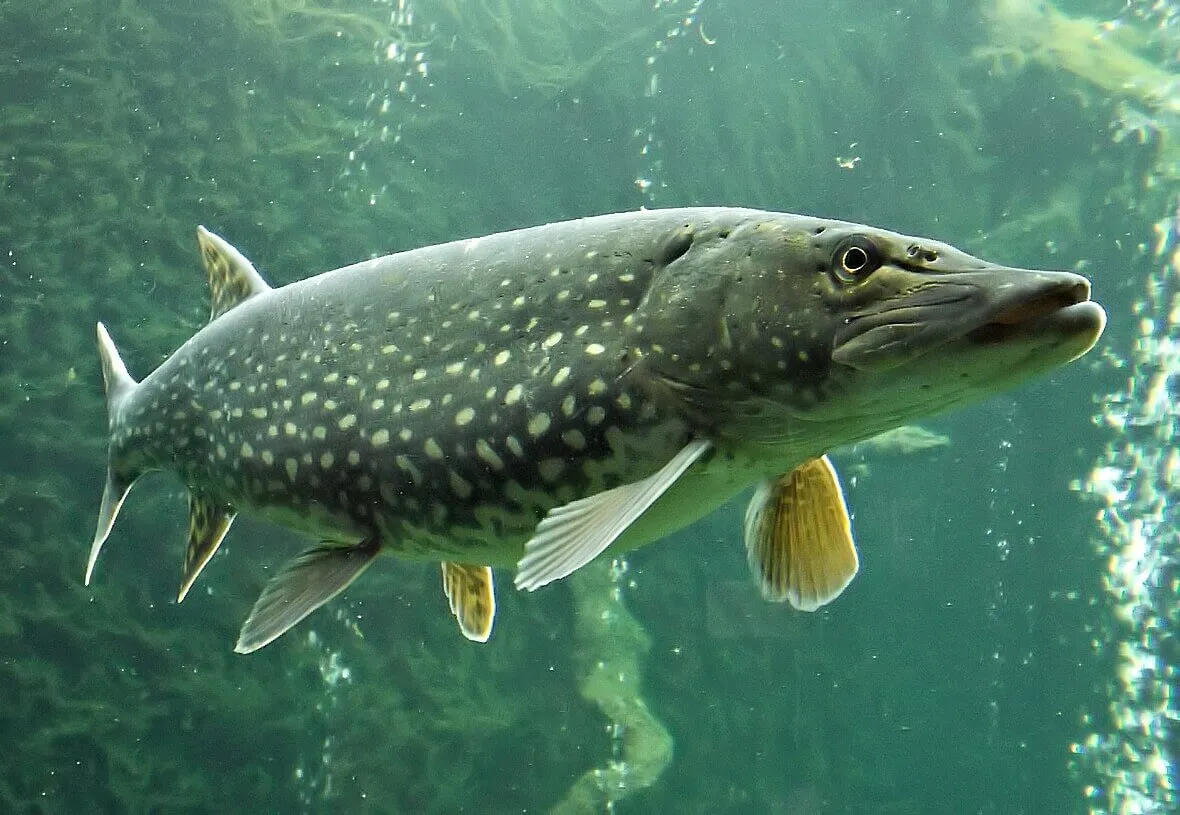 Зображення до новини