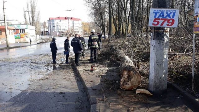 У Вінниці шукають свідків трагічної загибелі школярки, на яку впало дерево