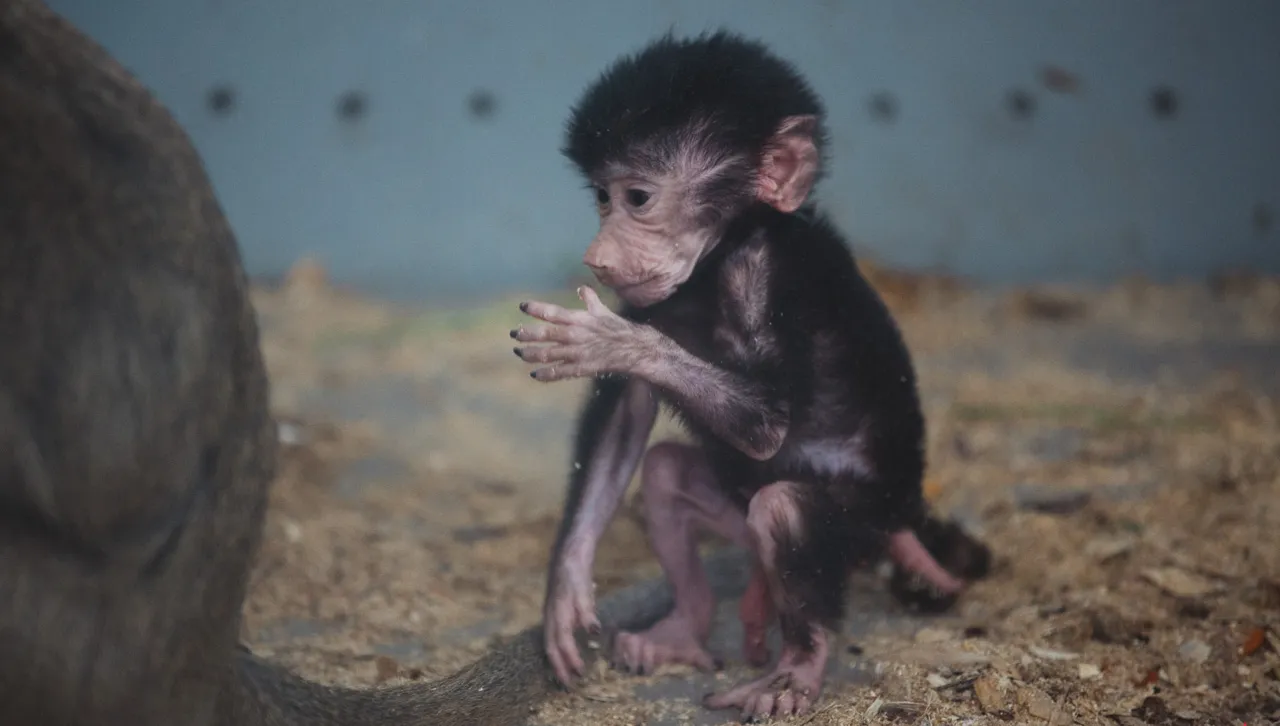 Зображення до новини