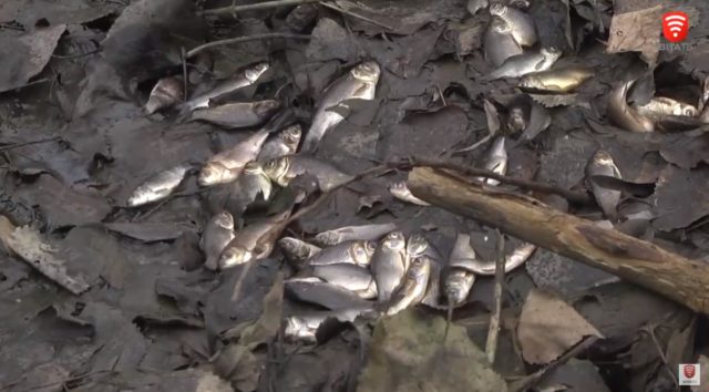 Мазут замість води: у вінницькій річці Тяжилівці гине риба. ВІДЕО