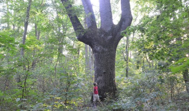 Дуб “останнього гайдамаки”: створили онлайн-мапу найстаріших дерев на Вінниччині