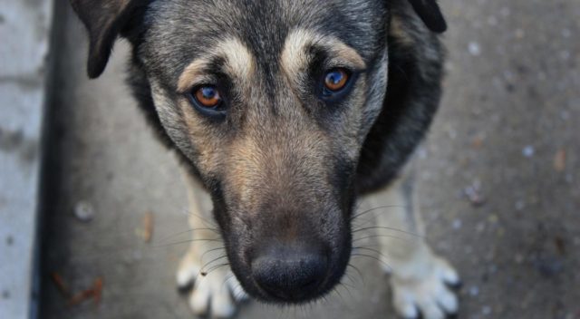 У Вінниці планують стерилізувати ще до 200 безпритульних собак