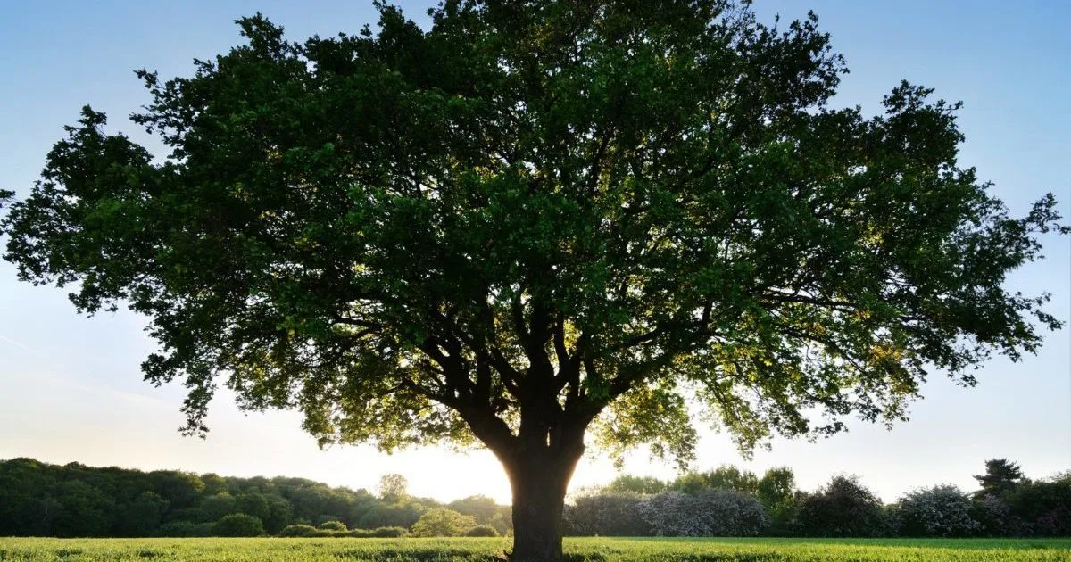 Зображення до новини