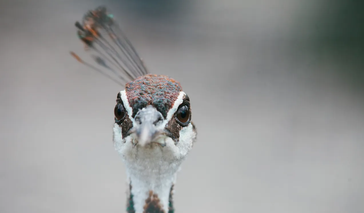 Зображення до новини