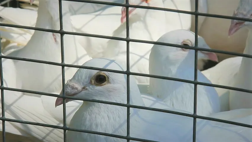 Зображення до новини