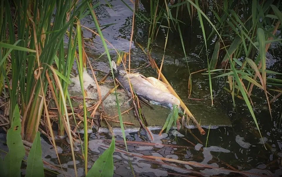 Зображення до новини