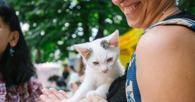 У Вінниці втретє відбудеться ярмарок допомоги безпритульним тваринам “Хвіст-фест”
