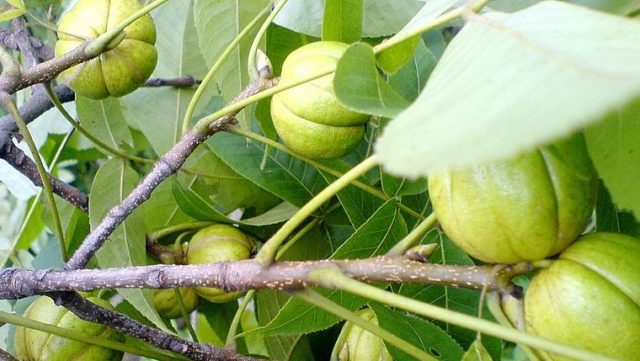 На Вінниччині почали вирощувати екзотичні горіхи у зв’язку з кліматичними змінами
