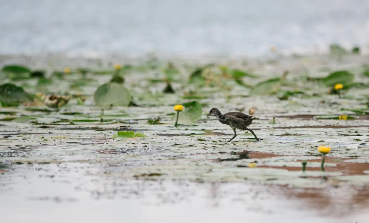 Зображення до новини