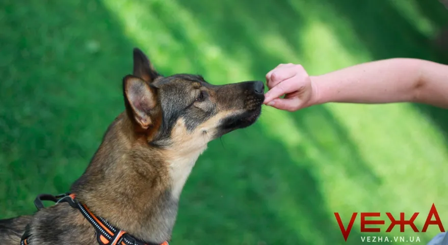 Зображення до новини