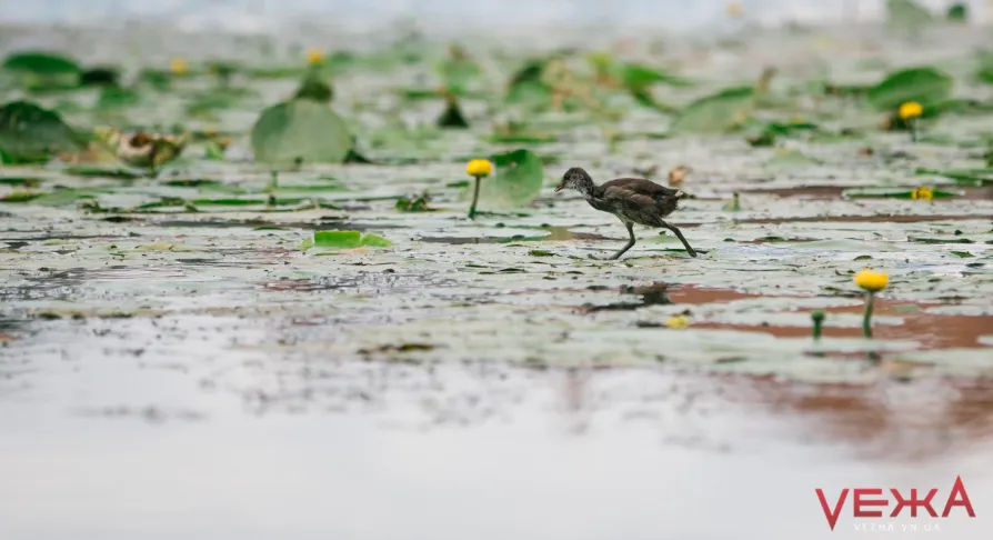Зображення до новини