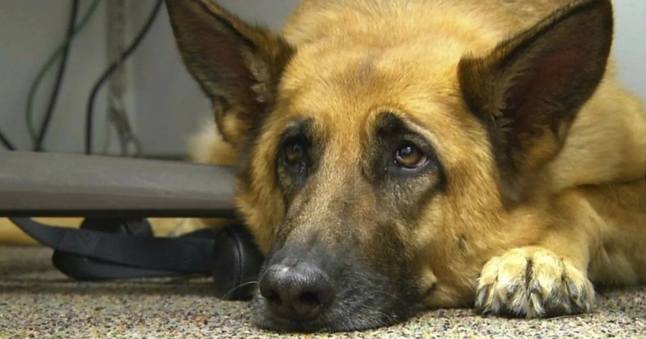 Зображення до новини