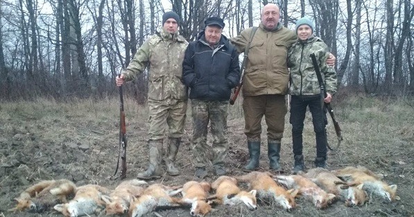 На Вінниччині почали облавні полювання на лисів: кажуть, тварин стало надто багато. ФОТО