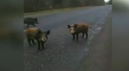 Зображення до новини