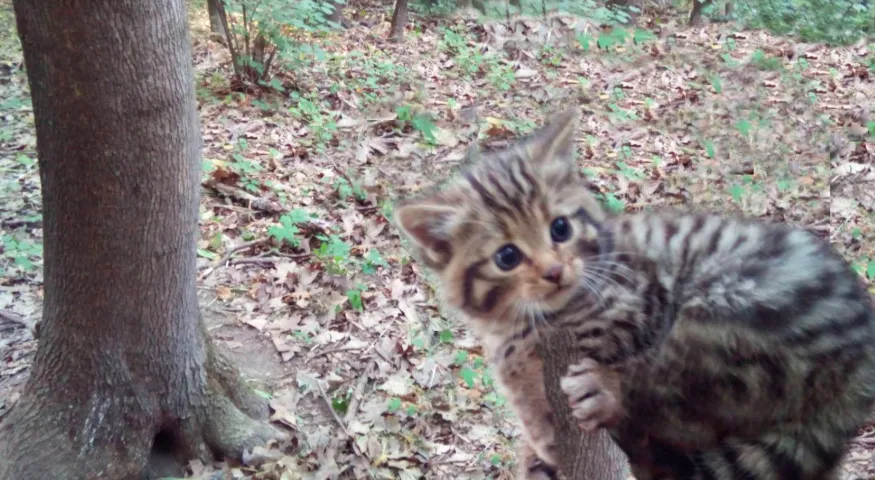 Зображення до новини