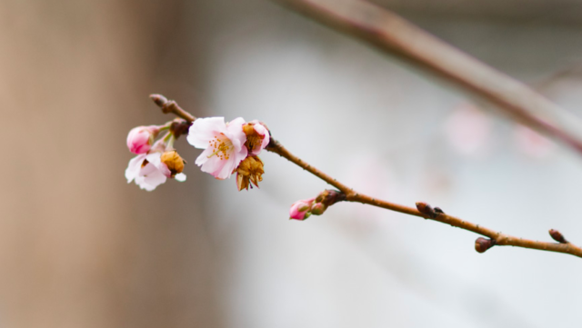 Весна поза графіком: у Вінниці розквітли сакури. ФОТОРЕПОРТАЖ