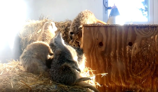 “Самець досі “на стрьомі”: у “Подільському зоопарку” показали, як зимують малюки-сурикати. ВІДЕО