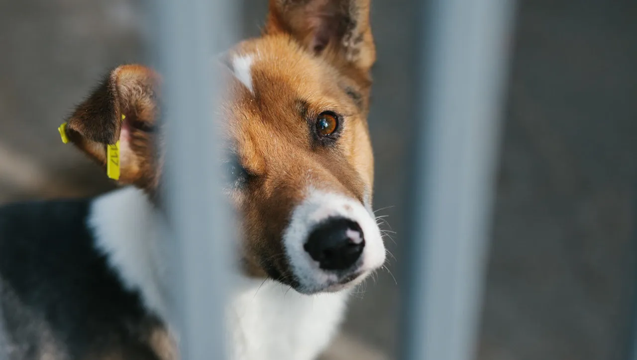 Зображення до новини