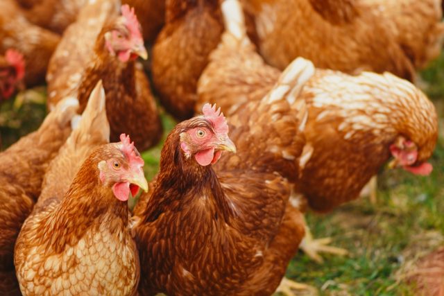 На Вінниччині знищать близько 80 тисяч курей через грип птиці. ВІДЕО