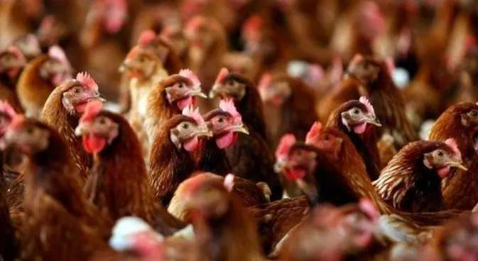 Зображення до новини